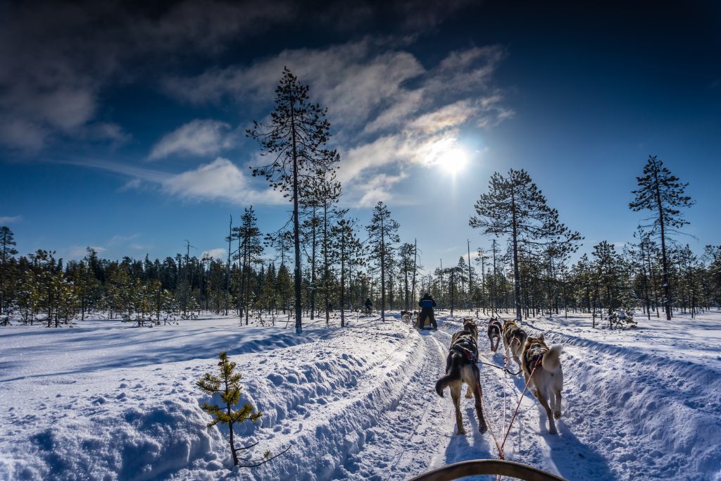 Husky,Dogs,In,Northern,Finland,-,Safari,With,Huskies