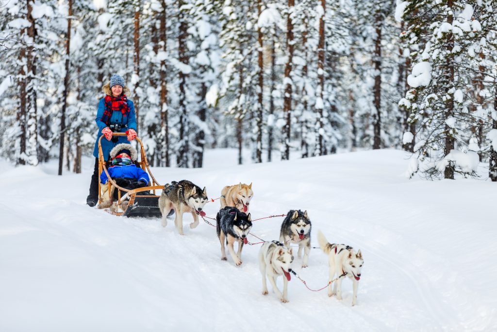Husky,Dogs,Are,Pulling,Sledge,With,Family,At,Winter,Forest