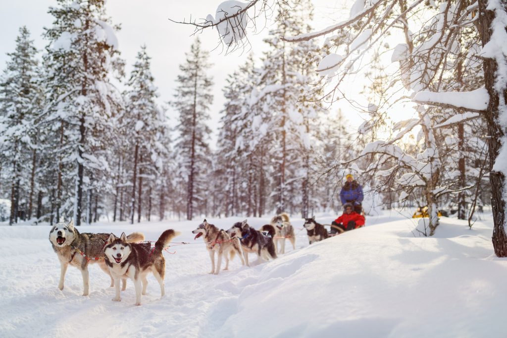 Sledding,With,Husky,Dogs,In,Lapland,Finland