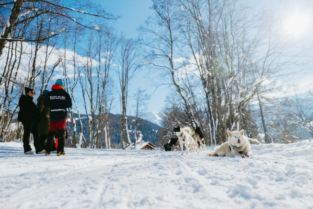 megeve spot musher chien de traineau antarctic road